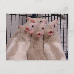Rats Postcard