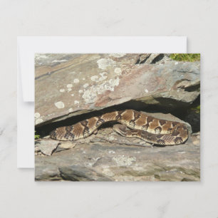 Rattlesnake at Shenandoah National Park