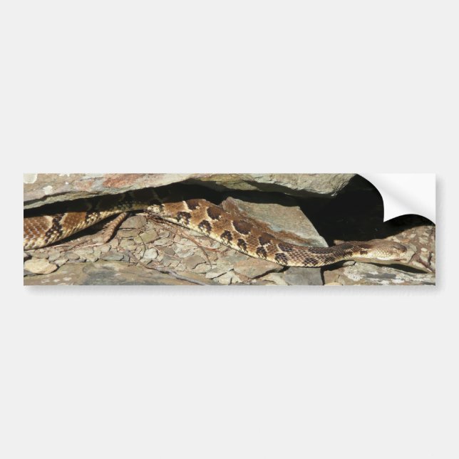 Rattlesnake at Shenandoah National Park Bumper Sticker (Front)