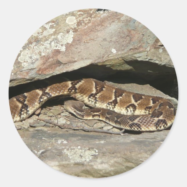 Rattlesnake at Shenandoah National Park Classic Round Sticker (Front)