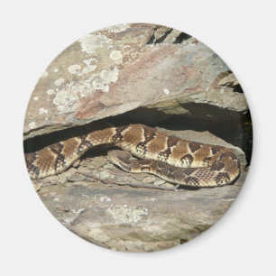 Rattlesnake at Shenandoah National Park Magnet