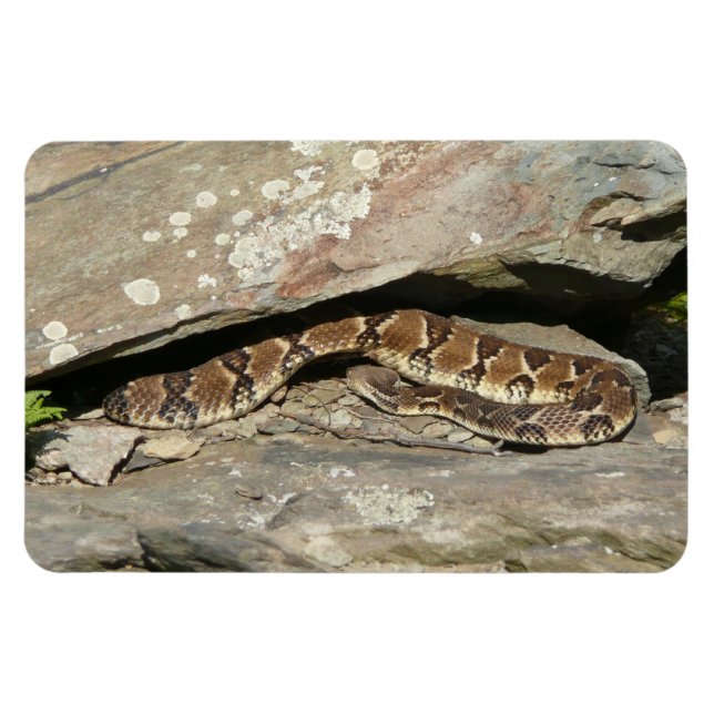Rattlesnake at Shenandoah National Park Magnet (Horizontal)