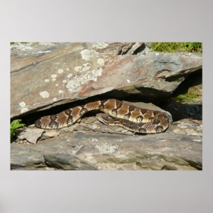 Rattlesnake at Shenandoah National Park Poster