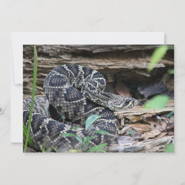 Rattlesnake Card (Front)