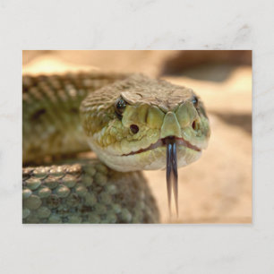 Rattlesnake Closeup Photo Postcard