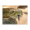 Rattlesnake Closeup Photo