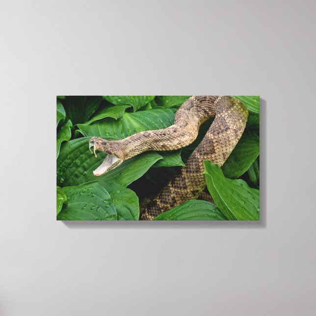 rattlesnake in plant canvas print (Front)