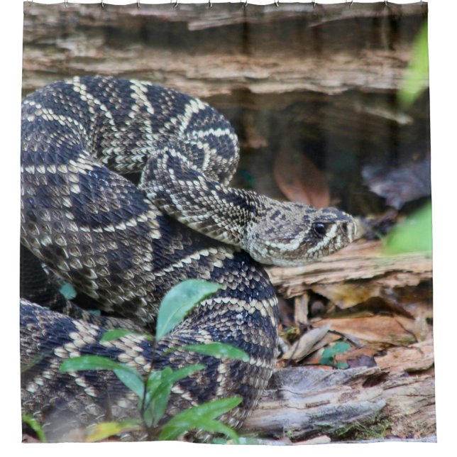 Rattlesnake In The Wild (Front)