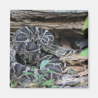 Rattlesnake Magnet