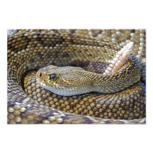 Rattlesnake photo print