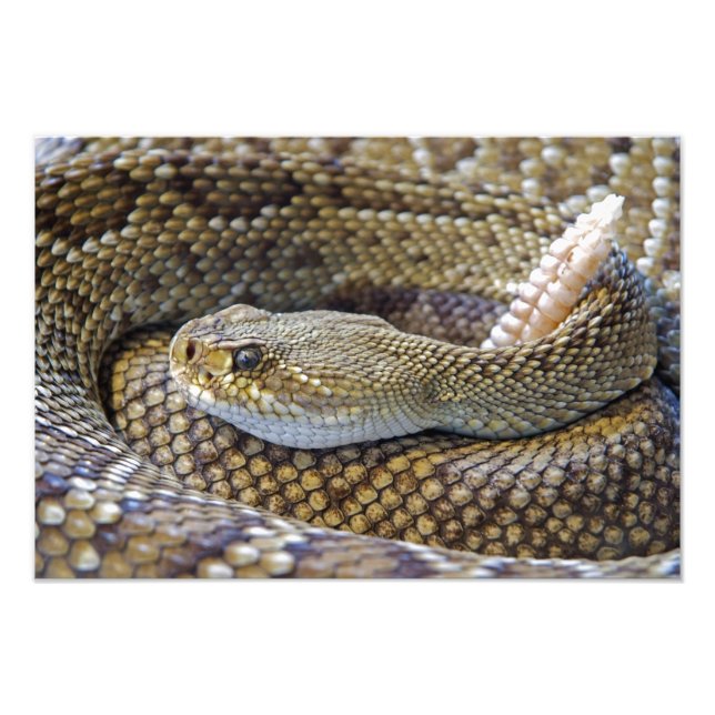 Rattlesnake photo print (Front)