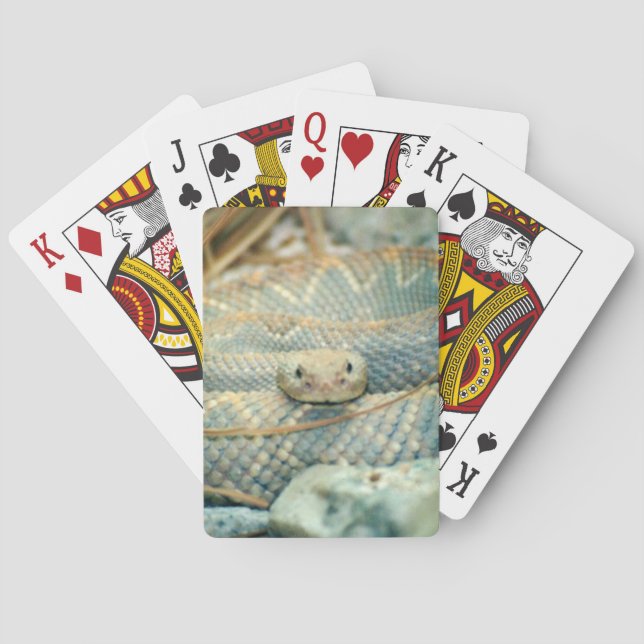 Rattlesnake Playing Cards (Back)