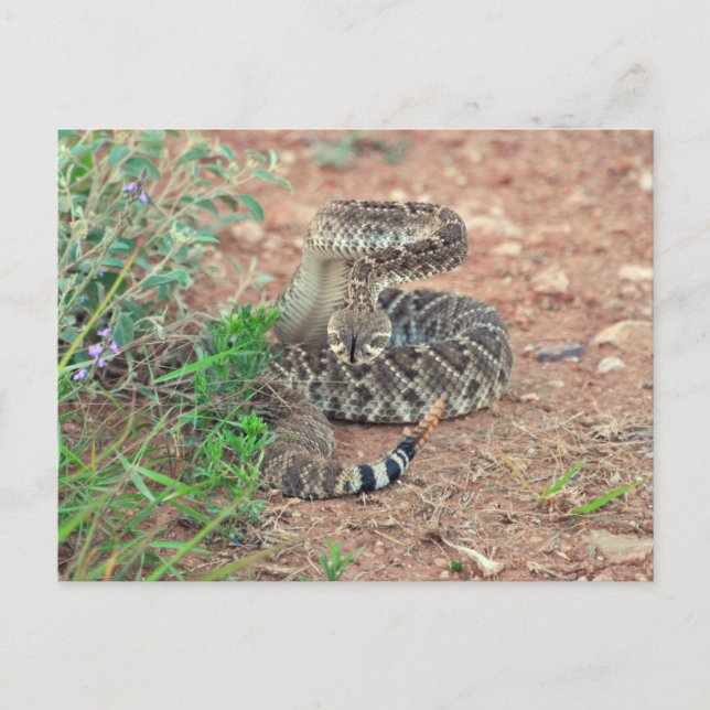 Rattlesnake Postcard (Front)