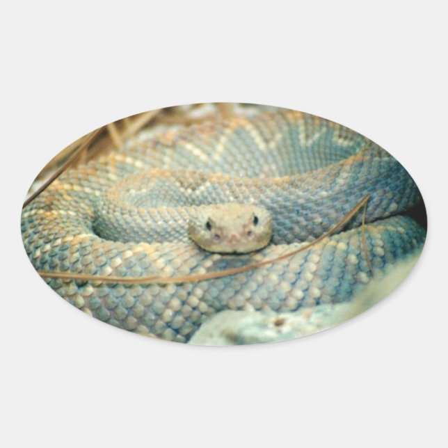 Rattlesnake Stickers (Front)