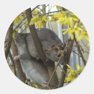 Ratty cuddles Sticker