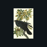 Raven (Common Raven) from Audubon Birds of America Canvas Print<br><div class="desc">Plate 101 Raven (Common Raven , Corvus corax) from The Birds of America by John James Audubon. This image was scanned at very high resolution directly from the original book, The Birds of America by naturalist and painter John James Audubon (published in sections between 1827 and 1838 as a series)....</div>