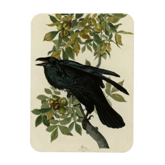 Raven (Common Raven) from Audubon Birds of America Magnet