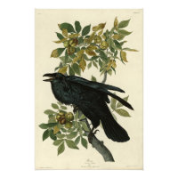 Raven (Common Raven) from Audubon Birds of America