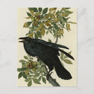 Raven (Common Raven) from Audubon Birds of America Postcard