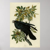 Raven (Common Raven) from Audubon Birds of America