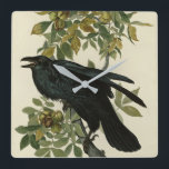 Raven (Common Raven) from Audubon Birds of America Square Wall Clock<br><div class="desc">Plate 101 Raven (Common Raven , Corvus corax) from The Birds of America by John James Audubon. This image was scanned at very high resolution directly from the original book, The Birds of America by naturalist and painter John James Audubon (published in sections between 1827 and 1838 as a series)....</div>