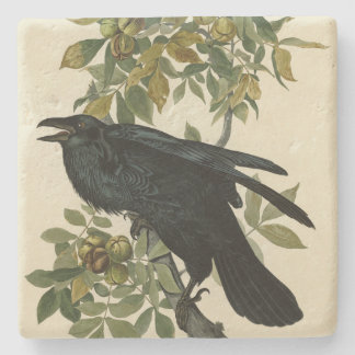 Raven (Common Raven) from Audubon Birds of America Stone Coaster
