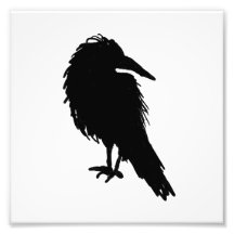 Raven Crow Black Bird Animal art