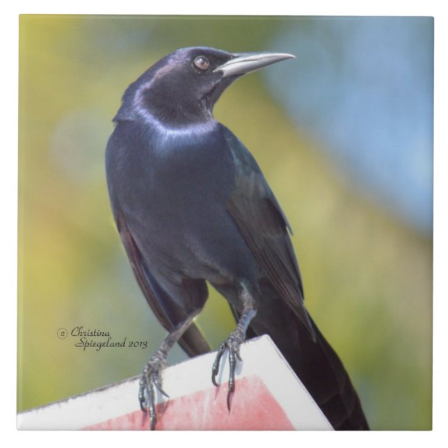 Raven Crow Blackbird Bird Tile (Front)