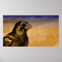 Raven Crow Gothic Fantasy Black Bird Nature