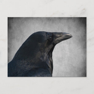 Raven Glamour Shot Postcard