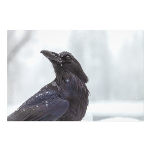 Raven in Snow Photo Print