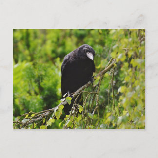 Raven in Tree Postcard