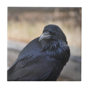 Raven in Yellowstone National Park Tile