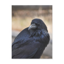 Raven of Yellowstone