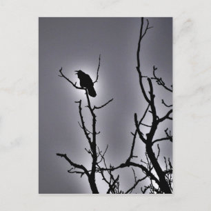 Raven On a Moonlit Night Postcard