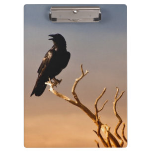 Raven on Sunlit Tree Branches, Grand Canyon Clipboard