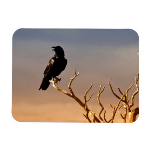 Raven on Sunlit Tree Branches, Grand Canyon Magnet