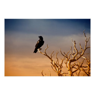 Raven on Sunlit Tree Branches, Grand Canyon Poster