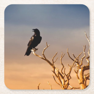 Raven on Sunlit Tree Branches, Grand Canyon Square Paper Coaster