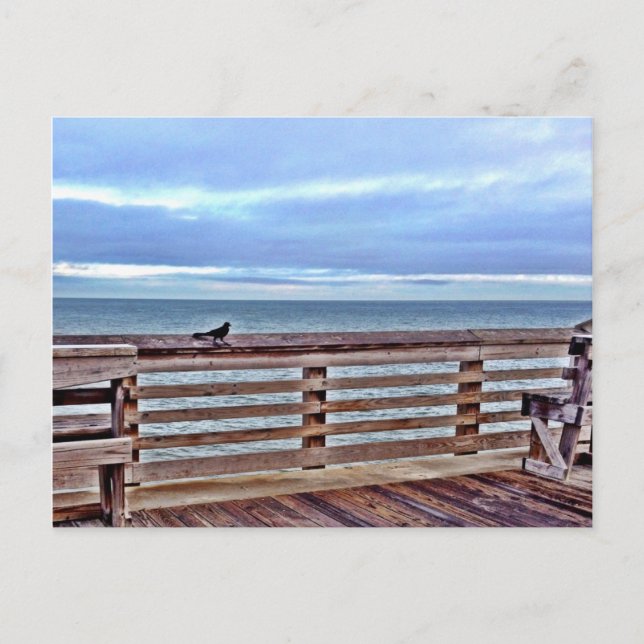 Raven on the Jennette's pier obx North Carolina Postcard (Front)