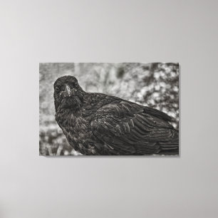 Raven P9239 Canvas Print