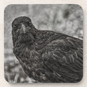 Raven P9239 Coaster