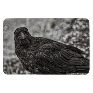 Raven P9239 Magnet