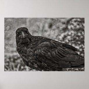 Raven P9239 Poster