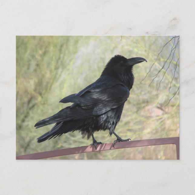 Raven Postcard (Front)