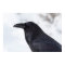 Raven