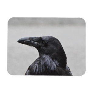Raven the Magnificent! Magnet