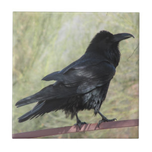 Raven Tile