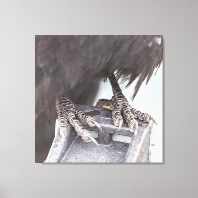 Raven's Foot Canvas Print (Front)