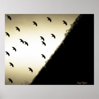 Ravens in Flight Poster